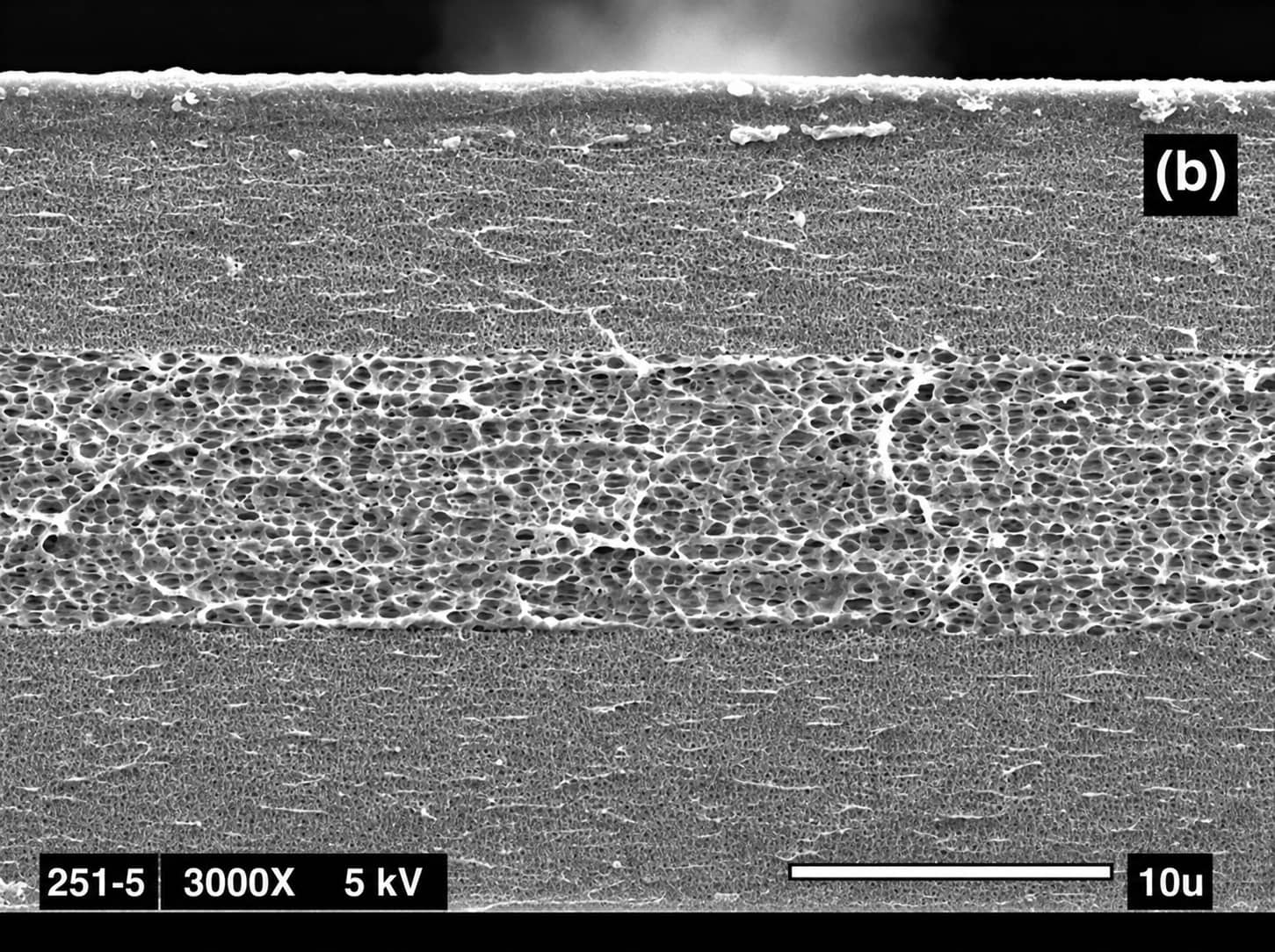 Cross-sectional SEM image of a PP/PE/PP trilayer battery separator with a PE thermal shutdown layer and PP outer layers for high-temperature dimensional stability.