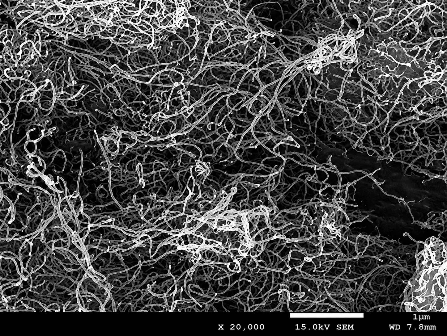 High-magnification SEM image of an entangled carbon nanotube network used as a conductive additive to maintain particle contact and improve electrode conductivity.
