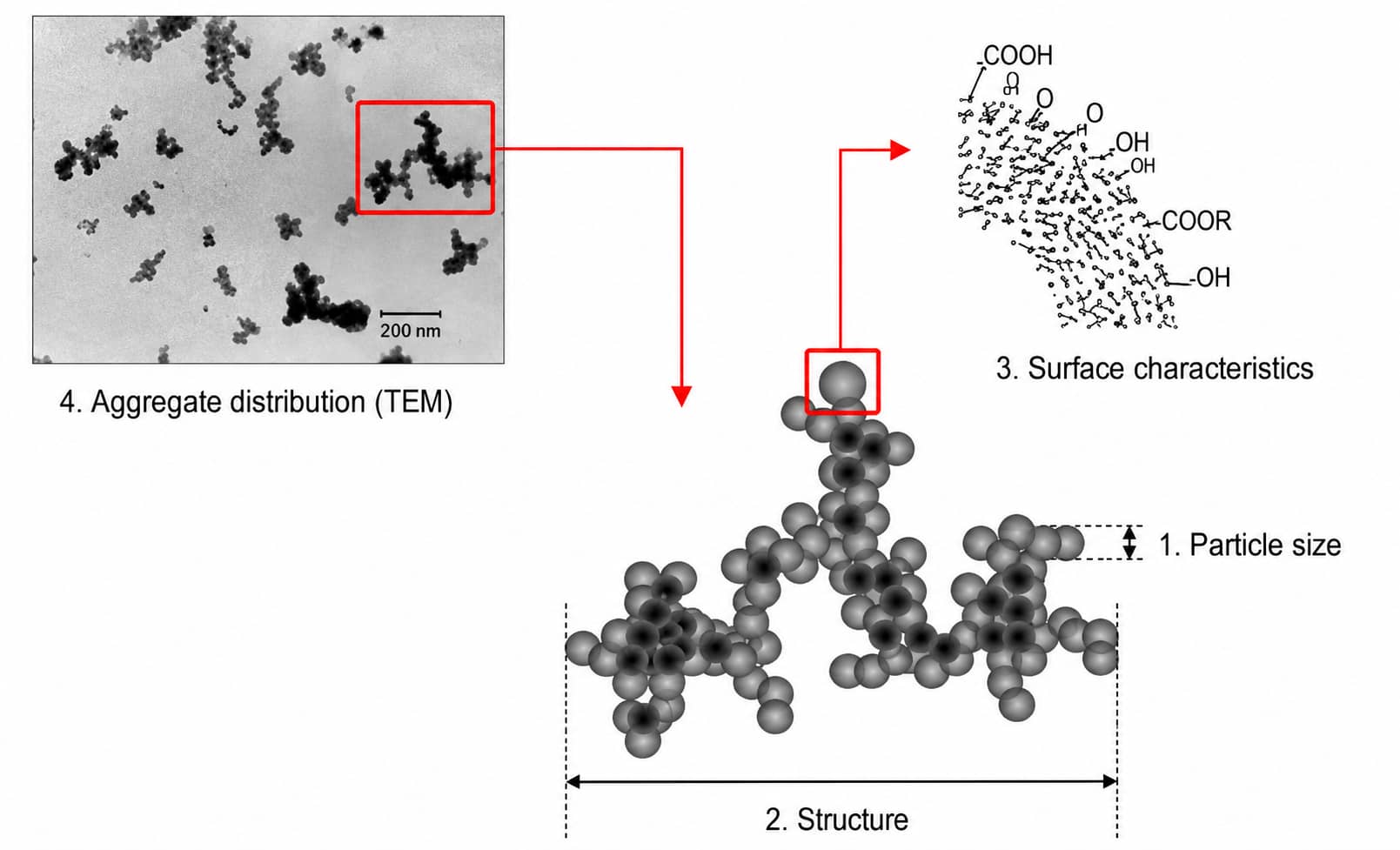 TEM image and schematic of conductive carbon black showing particle size, aggregate structure, surface functional groups, and particle distribution for lithium-ion battery electrodes.