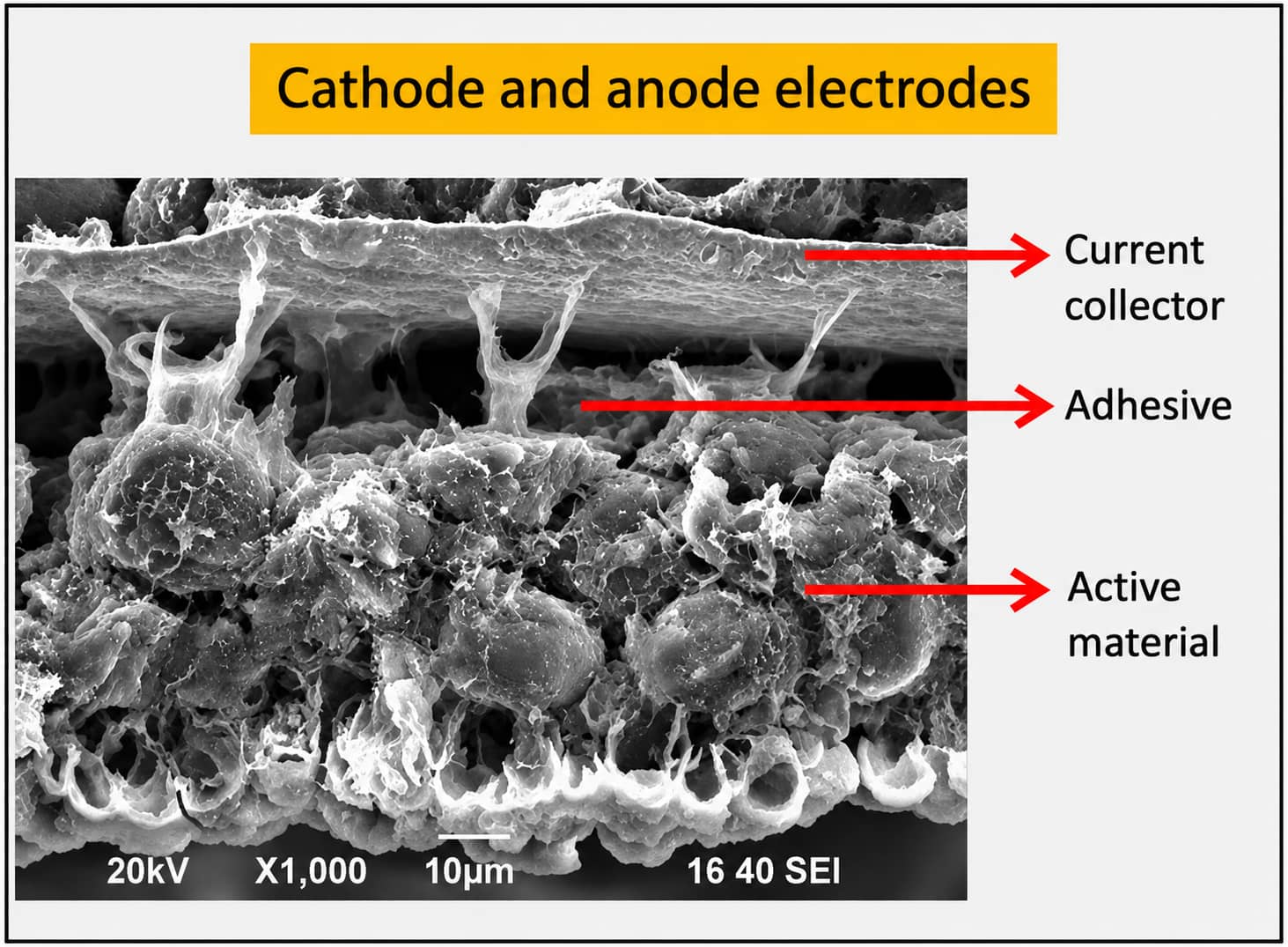 SEM cross-section of lithium-ion battery cathode and anode electrodes showing the binder interface between active material and current collector, illustrating the binder’s structural adhesion role.